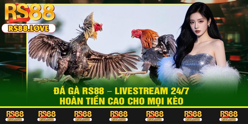 Đá Gà RS88 – Livestream 24/7, Hoàn Tiền Cao Cho Mọi Kèo
